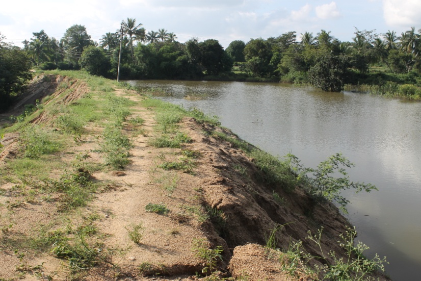 D:\M.Kothur BMC Application for Award with attachments\Pictures of M. Kothur BMC sent\Mukkalam cheruvu with water after rains in November 2015.JPG